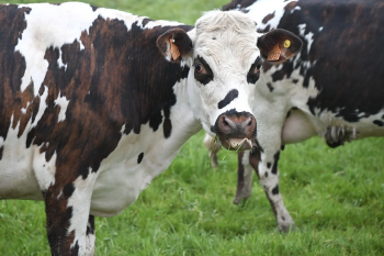 5 июня 2024 г. пройдет республиканский конкурс «Лучшая племенная корова молочной породы»