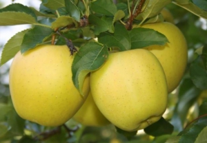 На предприятии «Купцовъ» работают в три смены