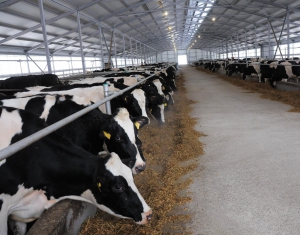 Производство молока в Минской области должно возрасти до 2,5 млн.т