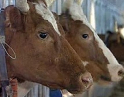 Высокая продуктивность и продолжительность хозяйственного использования коров — основа успеха в молочном животноводстве
