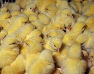 Беларусь временно ограничила ввоз птицы из Израиля и Великобритании