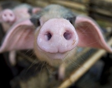 Французские свиноводы идут на бунт