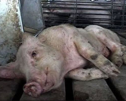 В Беларуси принудительно изымают свиней