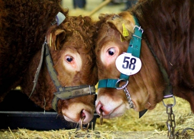 Беларусь ограничила поставки скота из Германии