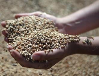 Военные принимают участие в "битве за урожай"