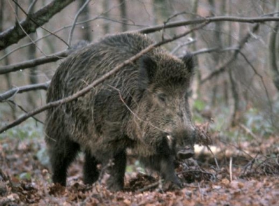 Беларусь привьет диких кабанов от чумы свиней
