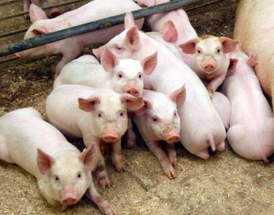  	 Беларусь из-за АЧС на 18% сократила поголовье свиней 