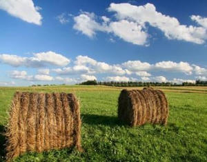 В Беларуси завершается заготовка кормов