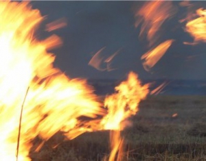 В Лельчицком районе огнем уничтожено около 17 тонн гречневого зерна