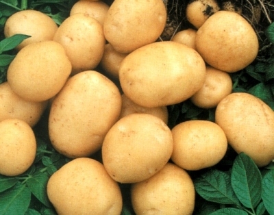 Элитный картофель для производства чипсов будут выращивать в Калининградской области