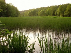 Беларусь и Чехия подпишут соглашение о сотрудничестве в области лесного хозяйства