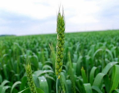 Урожайность озимых зерновых из-за жары в отдельных регионах Беларуси может быть на 40-45% ниже прошлогодней