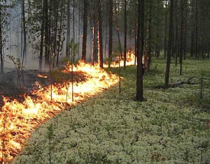 Видеокамеры и беспилотники «подскажут», где горит лес
