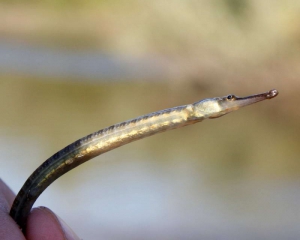 В Припяти появилась черноморская рыба-игла