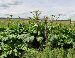 В Минской области некоторые районы зарастают борщевиком