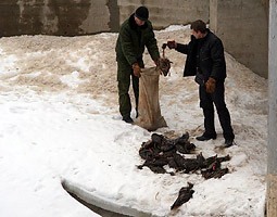 Массовая гибель уток в Витебске могла произойти из-за подкормки
