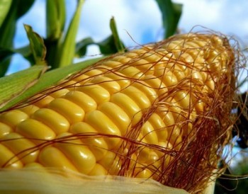 Урожайность кукурузы в РБ снизилась на 25%