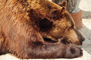 Белорусские медведи почти улеглись на зимнюю спячку