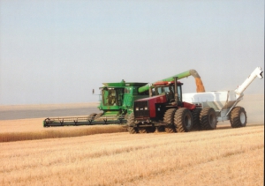 Хлеборобы Могилевщины завершают жатву