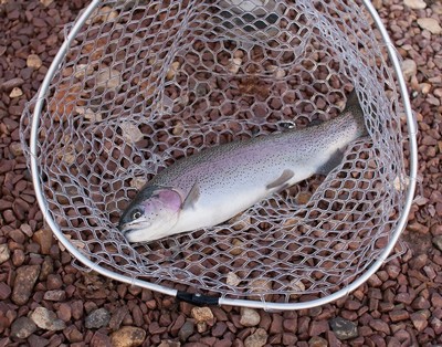 Рыбхоз "Волма" планирует наладить производство 100 т осетровых в год