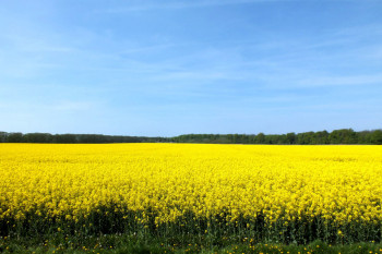 В Беларуси ожидается рекордный за последние десять лет урожай рапса