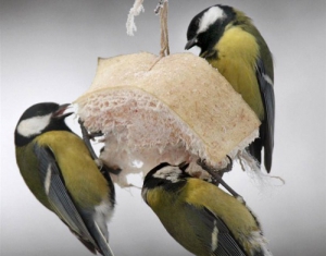 Акция "Птушкі на кармушцы" пройдет в Минске 19-20 января