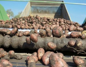 Хозяйства Гомельской области приступили к уборке картофеля