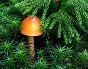 В Беларуси от отравления грибами в этом году умерли 13 человек