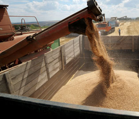 В Беларуси намолочен первый миллион зерна нового урожая