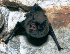 В одном из разрушенных фортов Брестской крепости поселились летучие мыши