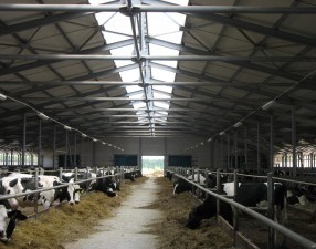 Планируемый уровень производства молока пока не достигнут 