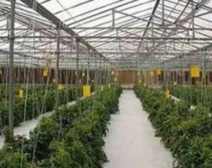 Микроклимат в теплице компенсирует... вентиляция  животноводческих ферм