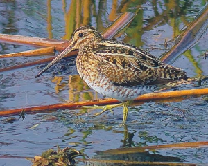 Итальянцы облюбовали Россонский лесхоз для охоты на вальдшнепов