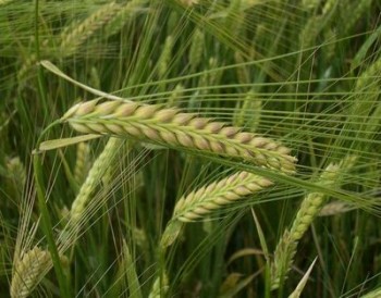 Ячмень может заменить поросятам пшеницу