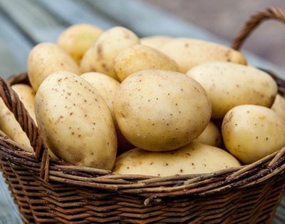 Спрос на белорусский семенной картофель очень высок