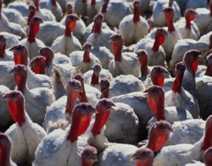 В Гродненской области построят комплекс по производству мяса индейки