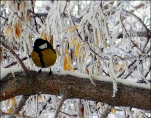 Легкие морозы ожидаются в Беларуси в начале зимы