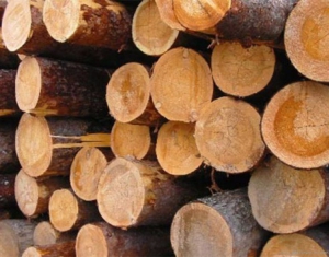 В 2015 году древесина будет реализовываться на биржевых торгах