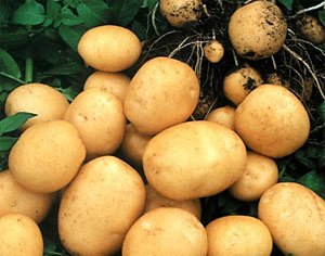 В Минске создан специальный полигон для испытания трансгенного картофеля и льна