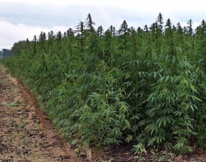 Вот так... сеют мак