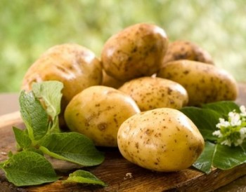 В стабфонд Могилевской области планируется заложить примерно 8,6 тыс. т картофеля