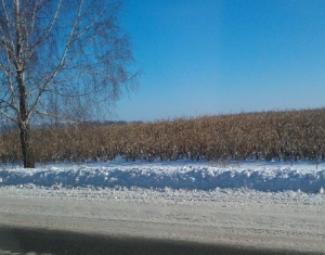 На полях Любанского района стоит более 130 га неубранной кукурузы