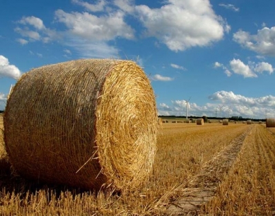 В Беларуси намолотили без малого 7 млн. т зерна