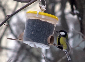 Экологи составили новогоднее меню для пернатых
