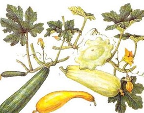 Первый научный сборник по органическому сельскому хозяйству вышел в Беларуси