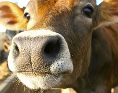 Беларусь ограничила поставки скота из Приморского края из-за ящура