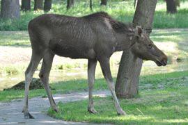 Молодую лосиху сегодня поймали в брестском парке 