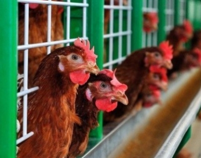 Беларусь временно ограничила поставки птицы из Японии и США