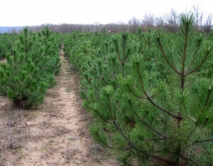 Желающие смогут сами вырубить елку, обратившись в лесхоз