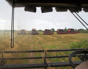 Дожди приостановили уборку зерновых в Витебской области
